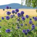 Echinops ritro ssp ruthenicus 'Platinum Blue'