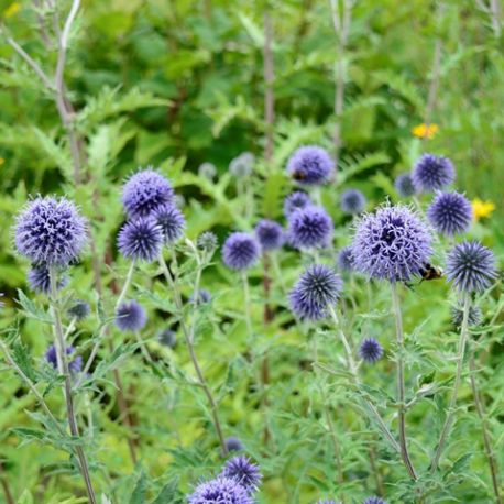 Echinops ritro