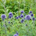 Echinops ritro