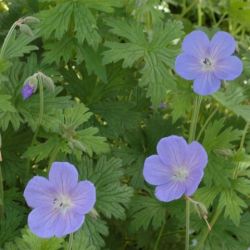 Geranium 'Irish Blue'