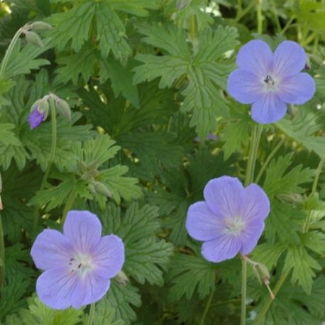 Geranium 'Irish Blue'