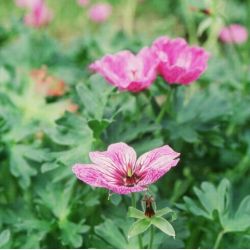 Geranium cinereum 'Laurence Flatman'