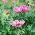 Geranium cinereum 'Laurence Flatman'