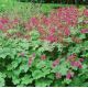 Geranium macrorrhizum 'Czakor'