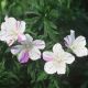 Geranium pratense 'Splish Splash'