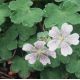 Geranium renardii