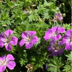 Geranium sanguineum 'Canon miles'