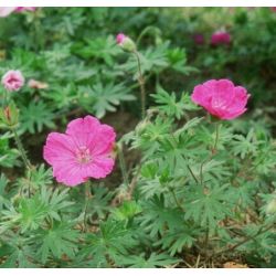 Geranium sanguineum 'Ankum's Pride'