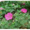 Geranium sanguineum 'Ankum's Pride'