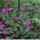 Geranium sanguineum 'Shooting Star'