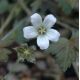 Geranium 'Sanne'