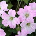 Geranium 'Dreamland'