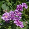 Geranium himalayense 'Plenum'