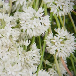 Allium amplectens 'Graceful'