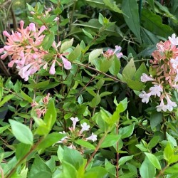 Abelia chinensis 'Autumn Festival'