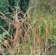 Stipa calamagrostis 'Algau'