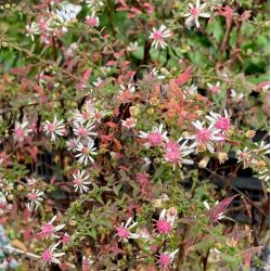 Aster lateriflorus 'Lady In Black'