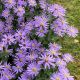 Aster cordifolius 'Blue Heaven'