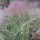 muhlenbergia capillaris