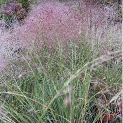 muhlenbergia capillaris