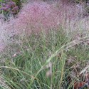 Muhlenbergia capillaris