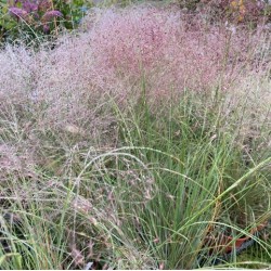 muhlenbergia capillaris