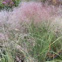 Muhlenbergia reverchonii