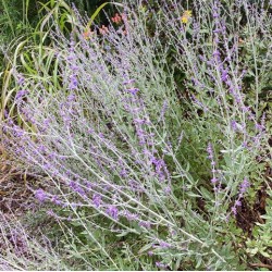 Perovskia  atriplicifolia 'Little Spires'