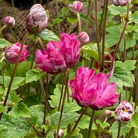 Anemone x.hybrida 'Margarete'