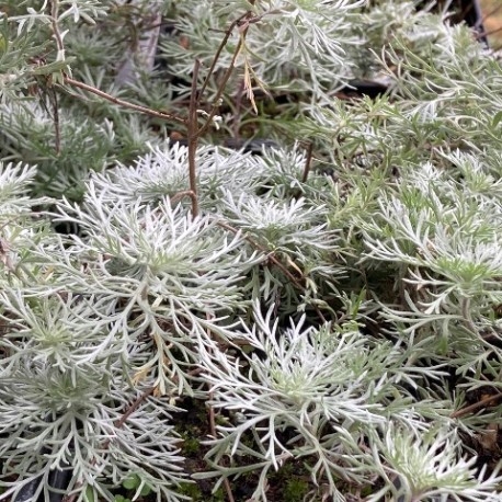 Artemisia schmidtiana 'Nana'