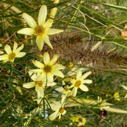 Coreopsis verticillata 'Moonbeam'