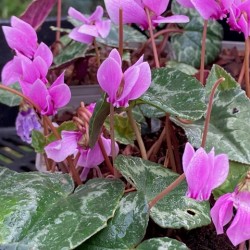 Cyclamen hederifolium