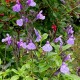 Salvia greggii Mirage 'So cool pale blue'