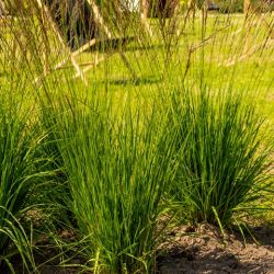 Molinia caerulea 'Heidebraut'