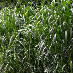 Miscanthus x giganteus