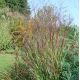 Panicum virgatum 'Shenandoah'