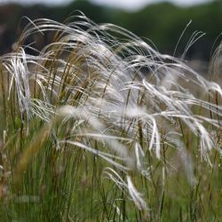 Stipa pennata