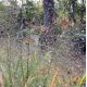 Eragrostis trichodes 'Bend'