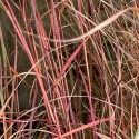 Schizachyrium scoparium 'Red Frost'