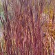 Schizachyrium gerardii 'Blackhawks'