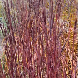 Schizachyrium gerardii 'Blackhawks'