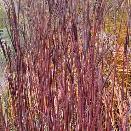 Schizachyrium gerardii 'Blackhawks'