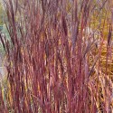 Andropogon gerardii 'Blackhawks'