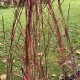 Schizachyrium scoparium 'Red Frost'