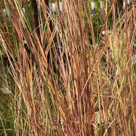 Schizachyrium scoparius 'Camper'