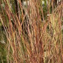 Schizachyrium scoparium 'Camper'