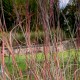 Schizachyrium scoparius 'Camper'