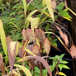 Chasmanthium latifolium