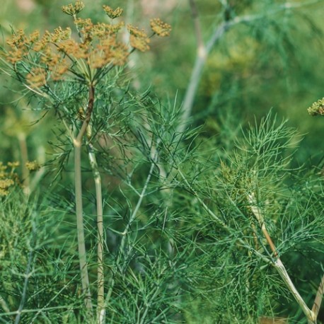 Foeniculum vulgare