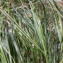 Calamagrostis x acutiflora 'Overdam'